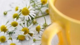 Cele mai folosite plante în tratamente naturiste și funcțiile lor miraculoase