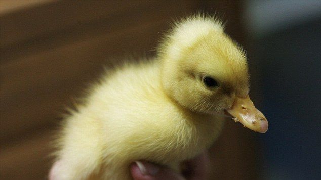 Embargoul alimentar impus de Putin, la limita imposibilului: 50 de boboci de rață, arşi la graniță