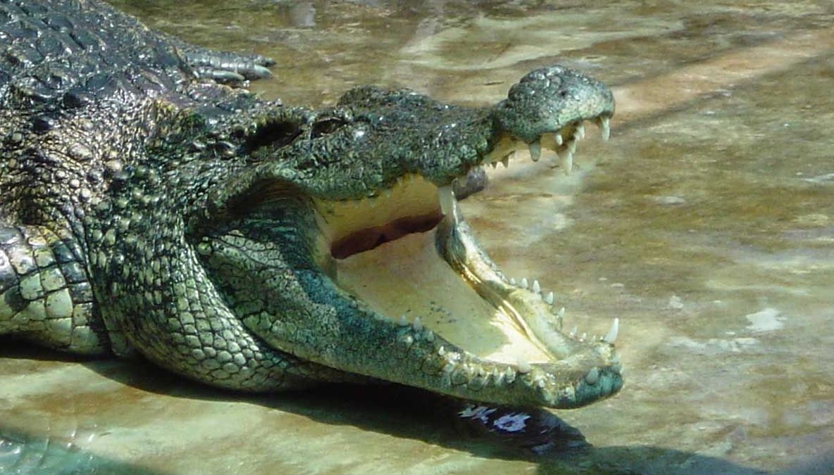 Un crocodil a fost ucis de un vizitator cu o piatră