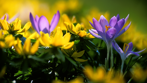 Cele mai frumoase 40 de citate despre primăvară, dragoste și viață 