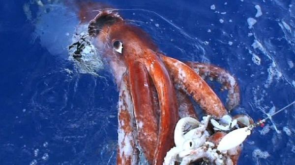 Descoperire şocantă. Ce a găsit un pescar într-o sepie