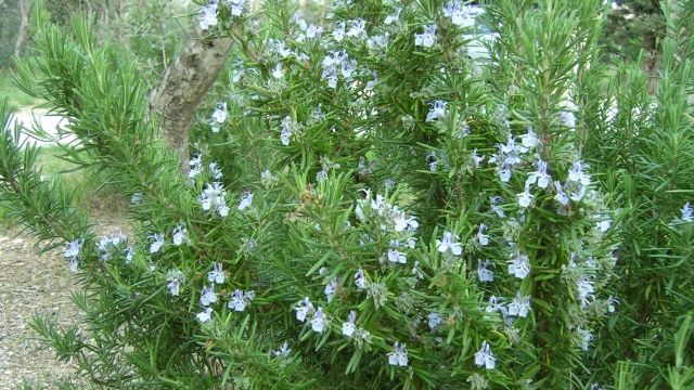 Ce putem trata cu rozmarin 