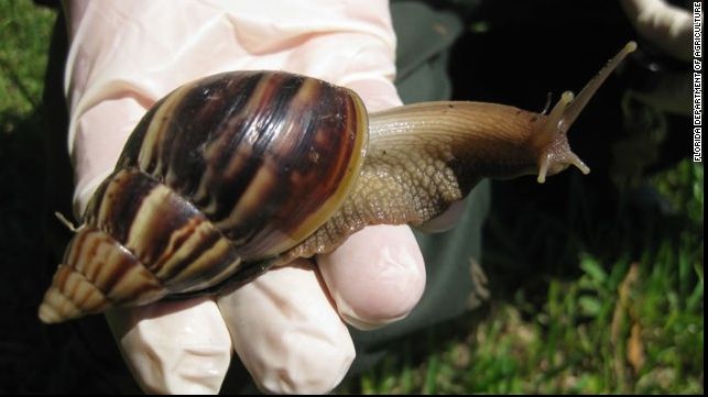 Un tânăr din Alba Iulia s-a apucat să adune melci din incinta unei instituții! Ce a pățit