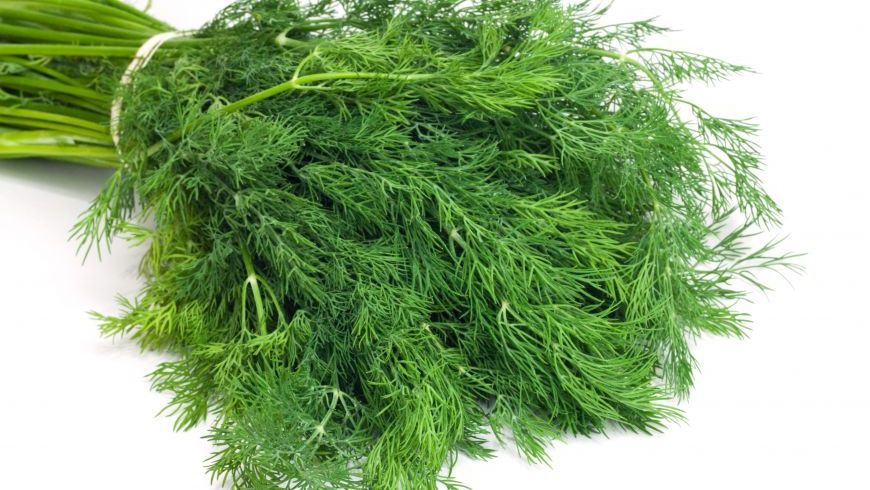 FRESH-REFRESH. Mărarul, ESENŢA tinereţii şi a înfloririi