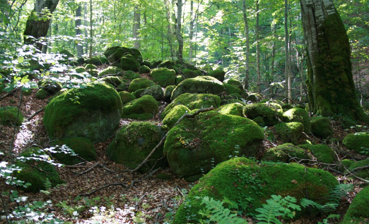 După bătaia încasată de ecologişti în Retezat, procurii DNA fac percheziţii 