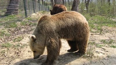 Șocul trăit de un turist după ce a dat peste un urs  pe un traseu turistic. Bărbatul a sunat de urgență la 112 