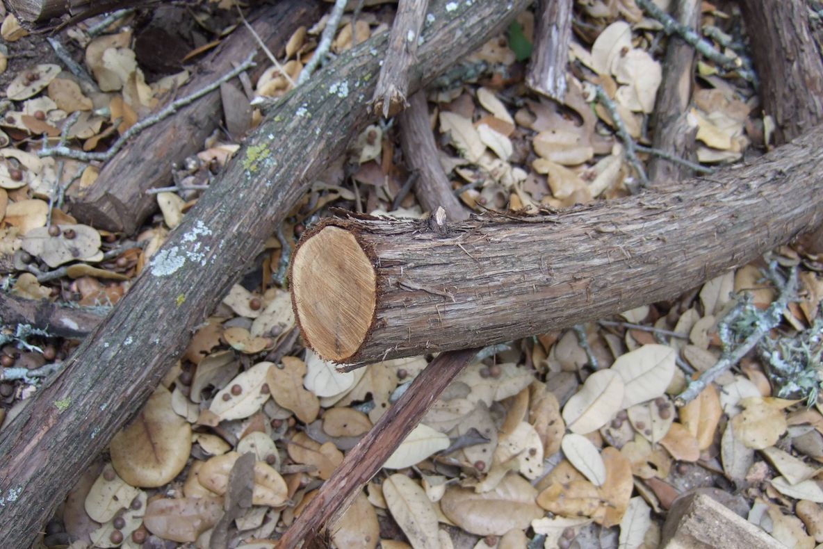 O femeie a rămas UIMITĂ de ce a descoperit într-un butuc de lemn 