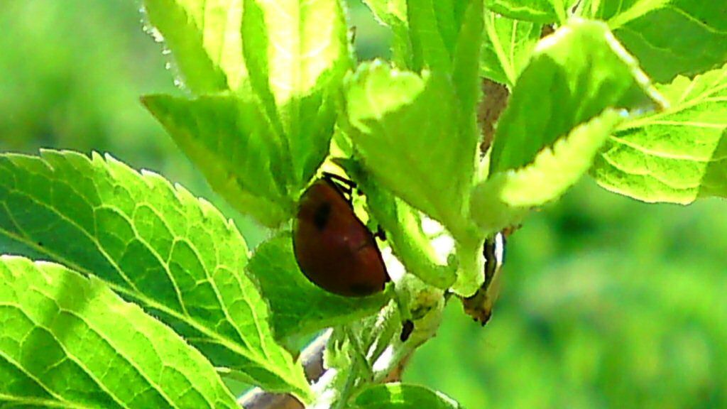 PROGNOZA METEO pentru trei zile. Cu ce VREME începe săptămâna