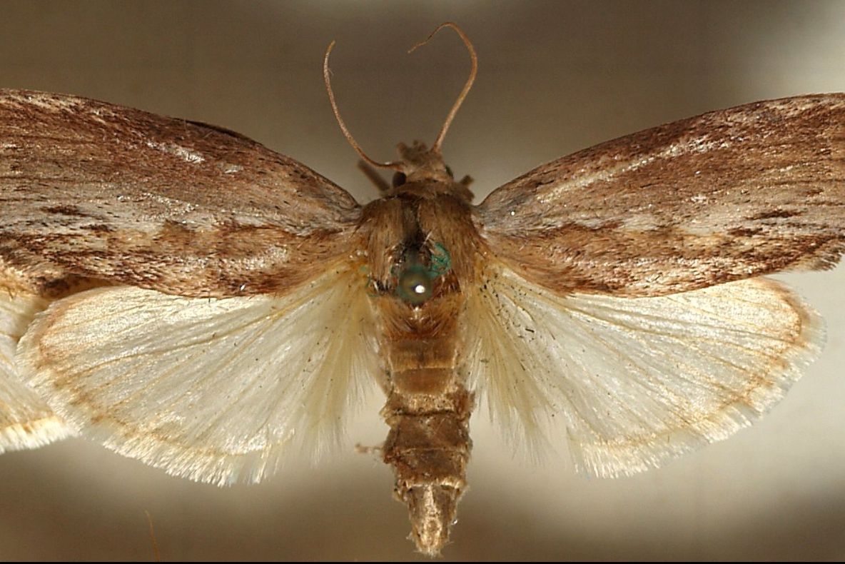 Moliile, duşmanul tăcut din casa ta. Află cum să scapi de molii 