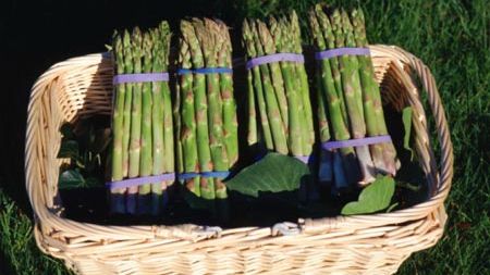 Spațiile de cazare de la ferma de sparanghel din Austria, închise de autorități - MAE