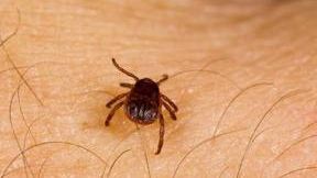 Ce TREBUIE să ştii despre BOALA LYME: bacteria nu e în toate căpuşele. ATENŢIE la medicii IMPOSTORI!