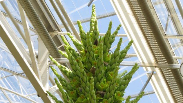 8 plante care purifică aerul din casă