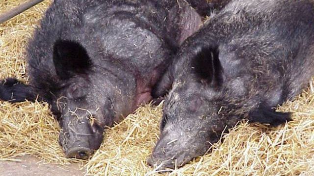 Focar de pestă porcină descoperit într-o pădure din Sălaj!
