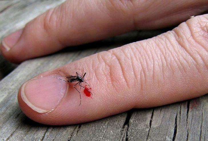 O femeie din Ialomiţa a murit după ce a fost infectată cu West Nile de un ţânţar