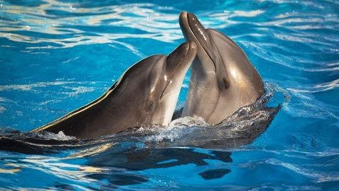 Tragedie la Marea Neagră. La ce număr trebuie să suni dacă vezi un DELFIN EŞUAT