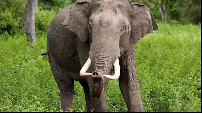 Mister rezolvat. De ce nu fac elefanţii cancer