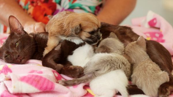 Ai un animal de companie? La ce riscuri te expui