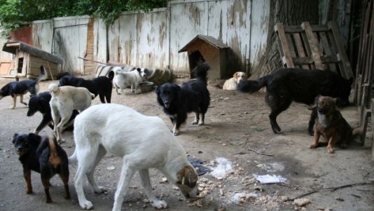 Scene şocante la Iaşi! Un student a fost sfâşiat de câini