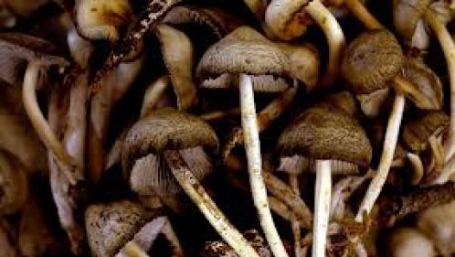 O ciupercă ar putea trata diabetul. Iată cum trebuie consumată