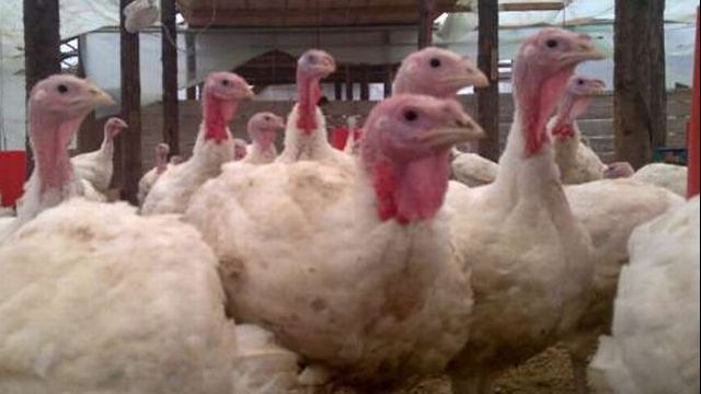 Alertă sanitar-veterinară! Două focare de gripă aviară, descoperite la ferme de păsări din județul Brașov. Zeci de mii de păsări contaminate vor fi sacrificate