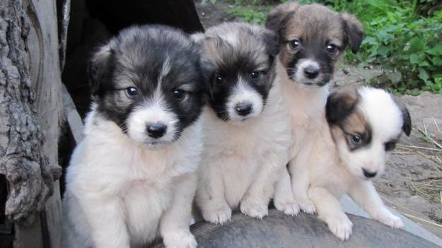 CÂINII MAIDANEZI din România, "IMPORTAŢI ILEGAL" în Belgia