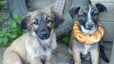 România, iadul animalelor? Un deputat propune dublarea pedepselor pentru cruzime faţă de ele