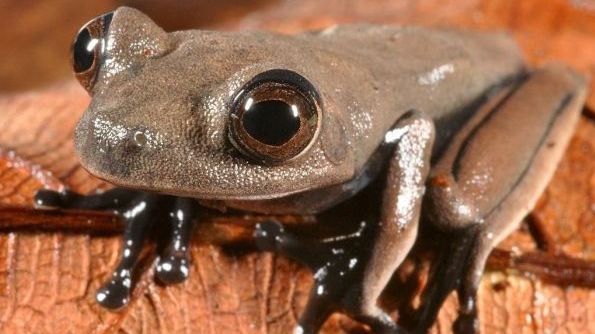 Adevăratul motiv pentru care apar negii. Care este legătura cu broaştele?