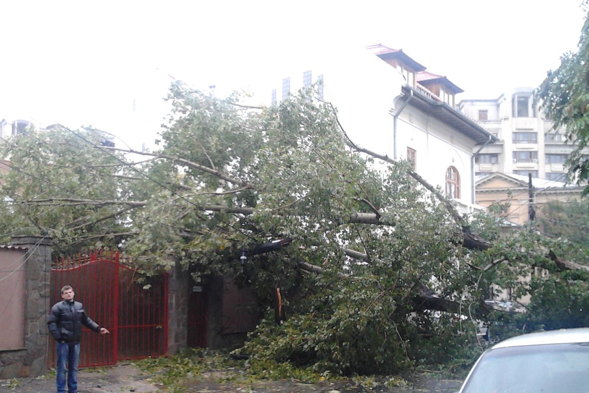 Trafic restricționat în București. Copaci, căzuți din cauza vântului puternic 