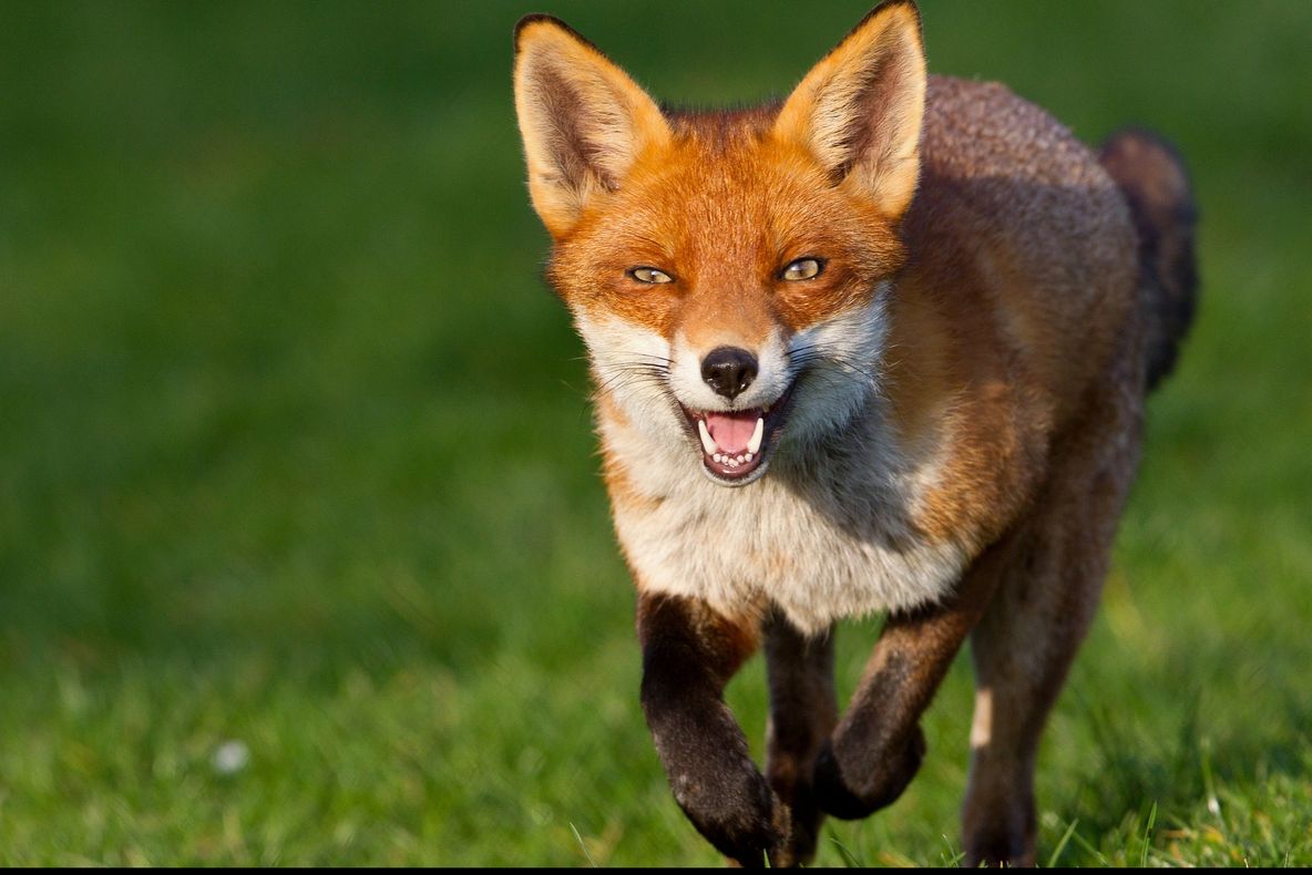 Campanie antirabică: Toate vulpile din Bărăgan vor fi vaccinate împotriva turbării