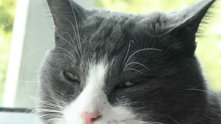 Pisicile şi schizofrenia. Legătura suprinzătoare dintre feline şi boala mintală