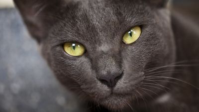 VAMPIRI ENERGETICI: Care sunt trăsăturile unui animal–vampir?