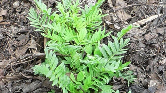 Fresh Refresh. Valeriana, planta care te ajută să scapi de cârcei