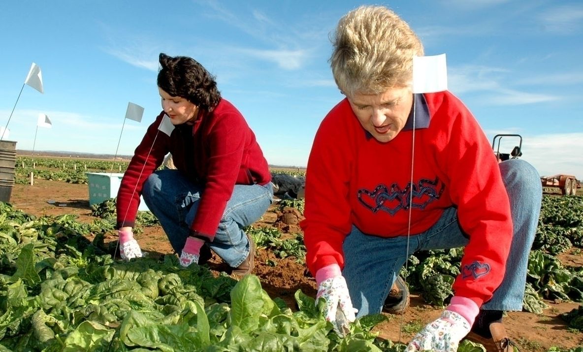 Noul Cod Fiscal | Anumite categorii de SEZONIERI rămân scutiți de impozit - PROIECT