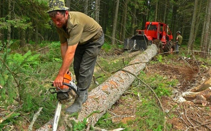AmCham: Modificările la Codul Silvic ar putea avea efecte dezastruoase pe termen mediu şi lung