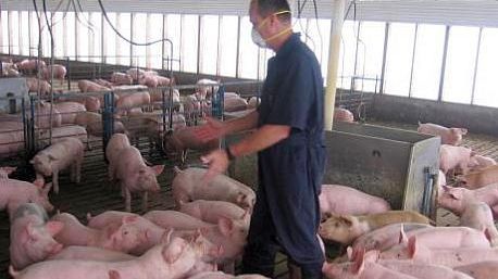 Revoltător. Iată cu ce sunt hrăniţi porcii la acest abator din Vaslui