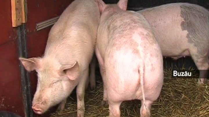 De ce nu este bine să mâncăm carne de porc?