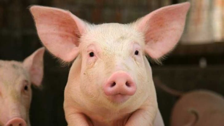 Bebeluş de şase luni, la spital după ce a fost muşcat de porcul din gospodărie