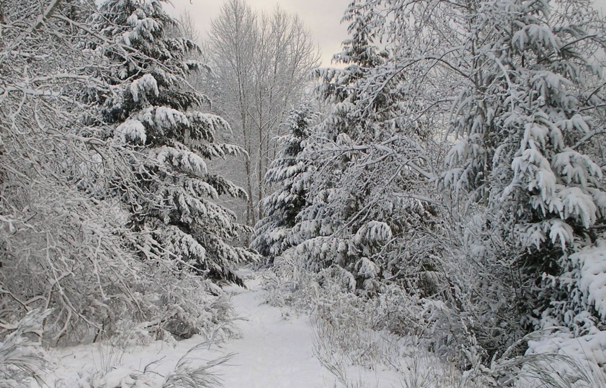Ninsorile au pus stăpânire! Strat de zăpadă de 10 centimetri în Munţii Rodnei 