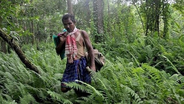 Omul care a împădurit de unul singur 550 de hectare