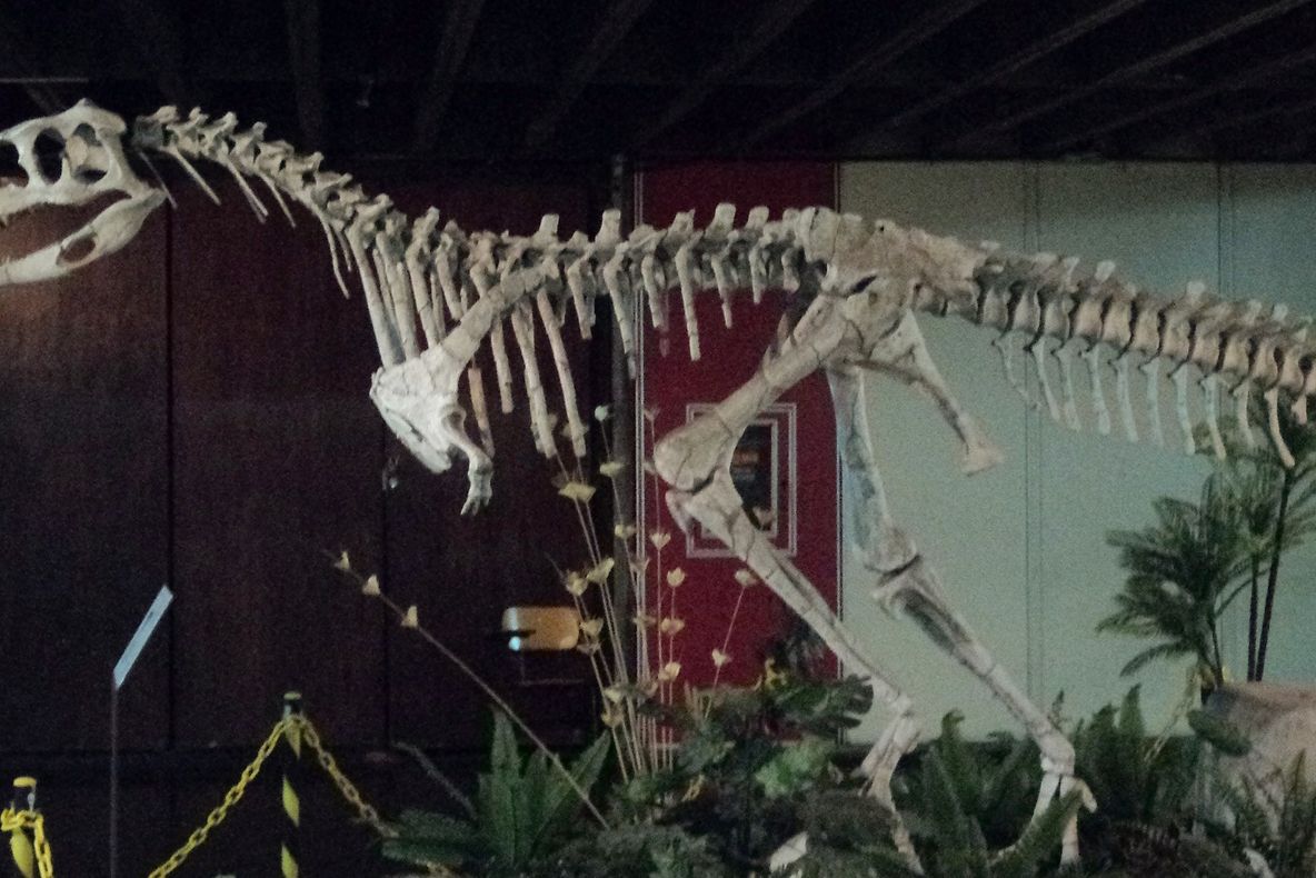 Două specii de dinozauri au fost descoperite în Peninsula Arabică