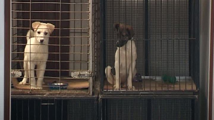 Statul are mai multă grijă de un câine decât de un copil! ALOCAŢIILE MAI MARI în 2014 