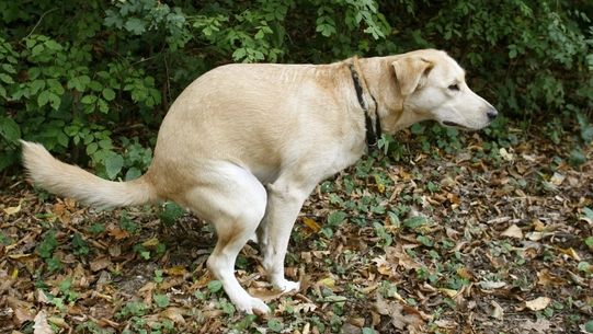 De ce se învârt câinii atunci când îşi aleg locul în care îşi fac nevoile?