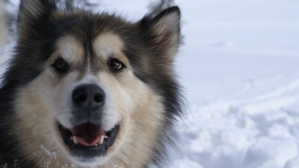 Povestea fascinantă a câinelui care a trăit 11.000 de ani