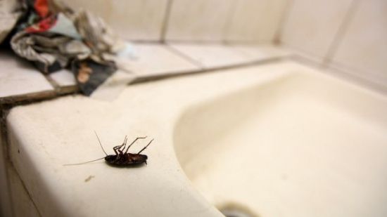 Control dispus de Ministerul Sănătăte, după apariţia unor imagini cu gândaci într-o secţie de spital