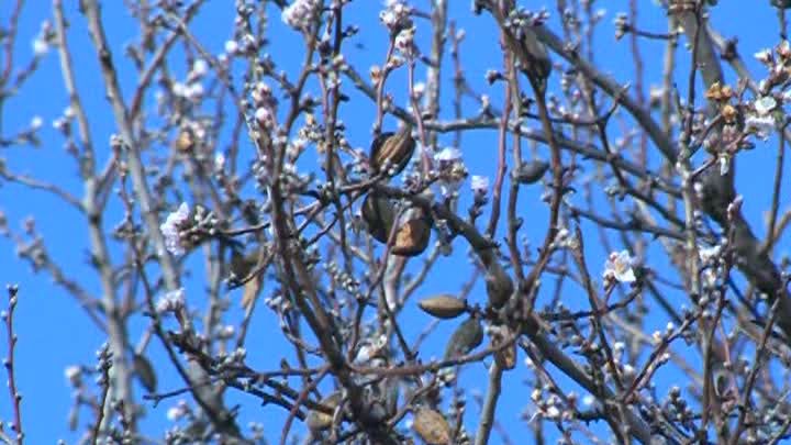 MINUNE a naturii în Buzău: au ÎNFLORIT MIGDALII. De ce localnicii cred că NU e un semn bun