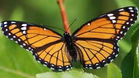 Top 10 cele mai spectaculoase fenomene ale naturii