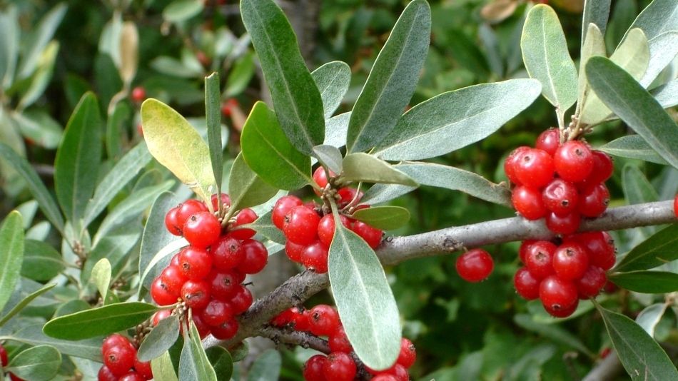 SUPERALIMENTUL anului 2014. Ajută la prevenirea cancerului şi la încetinirea îmbătrânirii celulare