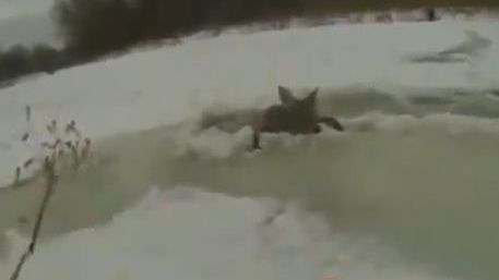 S-au dus să pescuiască şi au reuşit să salveze o căprioară de la îngheţ