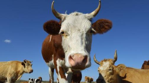 Boala limbii albastre loveşte exporturile României