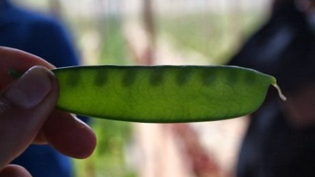 "Caviarul vegetal", mazărea care se vinde cu 700 de dolari kilogramul